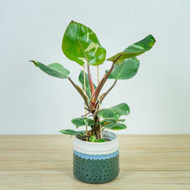 philodendron-white-knight philodendron-white-knight