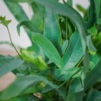 phlebodium-blue-star