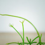rhipsalis-cassutha-patyczak