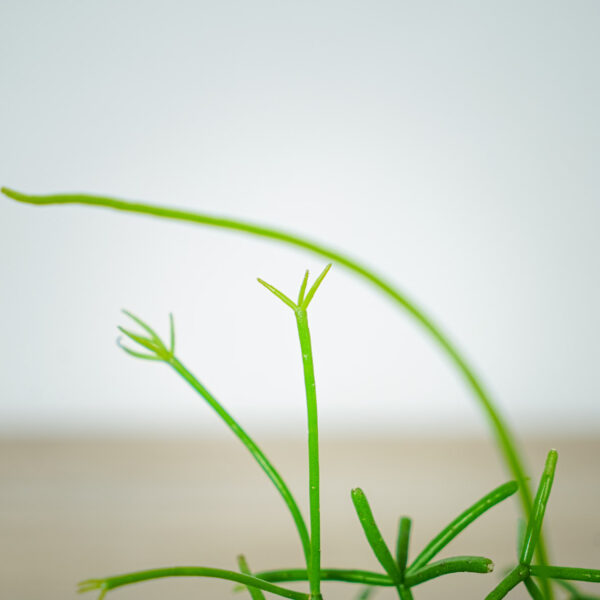 rhipsalis-cassutha-patyczak (2) rhipsalis-cassutha-patyczak