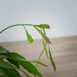 rhipsalis-ramulosa-red-coral
