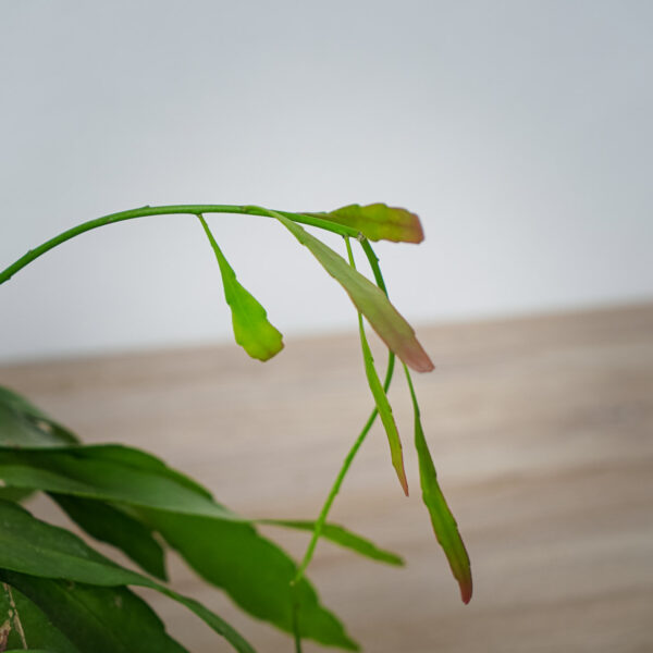 rhipsalis-ramulosa-red-coral (4) rhipsalis-ramulosa-red-coral