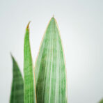 sansevieria-aubrytiana-metallica