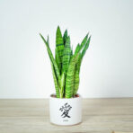 sansevieria-trifasciata-black-coral