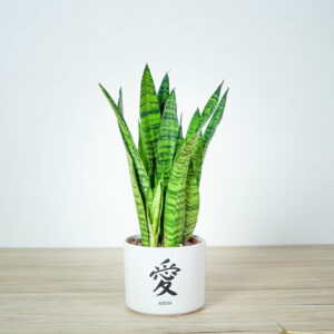 sansevieria-trifasciata-black-coral