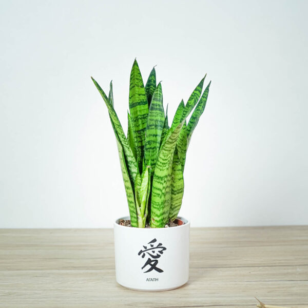 sansevieria-trifasciata-black-coral sansevieria-trifasciata-black-coral