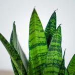 sansevieria-trifasciata-black-coral