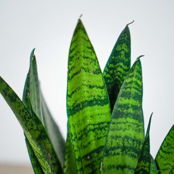 sansevieria-trifasciata-black-coral (2) sansevieria-trifasciata-black-coral