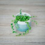 senecio-rowleyanus-starzec-rowleya