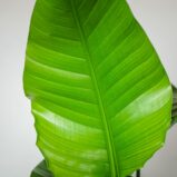 strelicja-biala-strelitzia-nicolai-