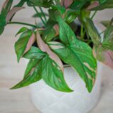 syngonium-red-spot