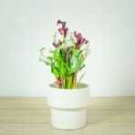 zantedeschia-frozen-queen-kalla