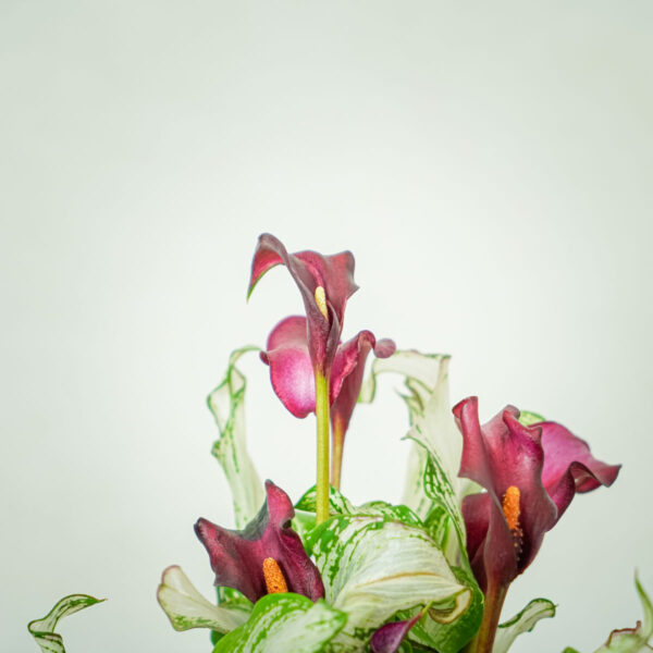zantedeschia-frozen-queen-kalla (2) zantedeschia-frozen-queen-kalla