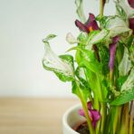 zantedeschia-frozen-queen-kalla