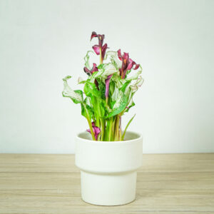 zantedeschia-frozen-queen-kalla