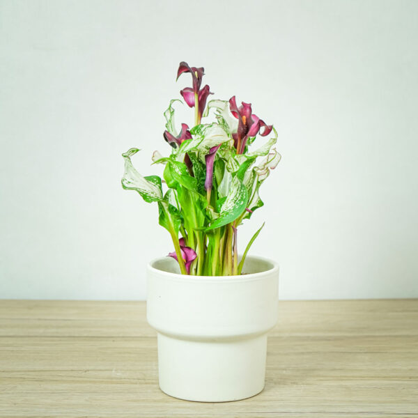 zantedeschia-frozen-queen-kalla zantedeschia-frozen-queen-kalla