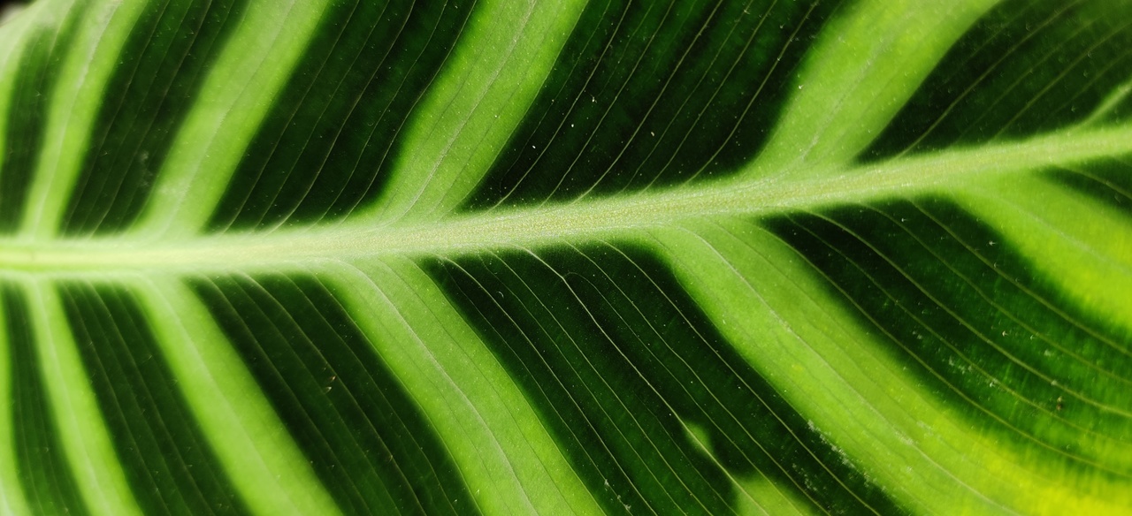 Podłużny liść calathei zebriny o naprzemiennych ciemnozielonych oraz neonowozielonych pasach, z jasnym nerwem.