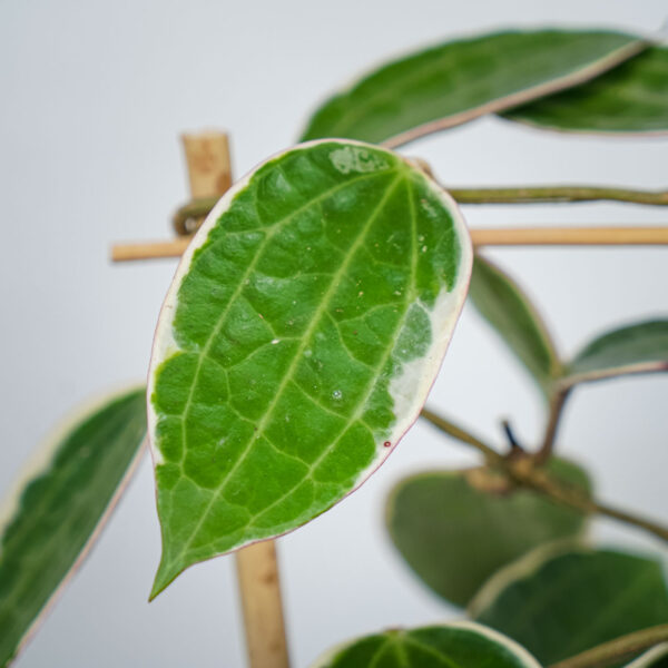 hoya-macrophylla-albomarginata-sadzonka hoya-macrophylla-albomarginata-sadzonka