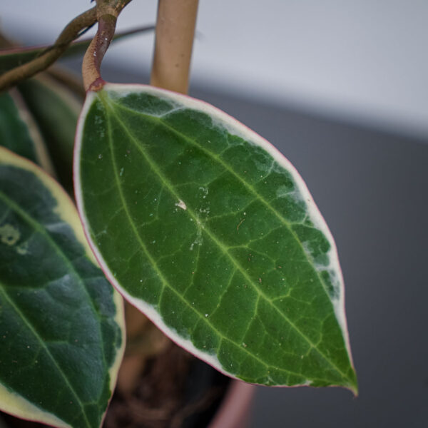hoya-macrophylla-albomarginata-sadzonka hoya-macrophylla-albomarginata-sadzonka
