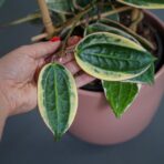 hoya-macrophylla-albomarginata-sadzonka