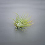 tillandsia-ionantha-var-scaposa-oplatwa