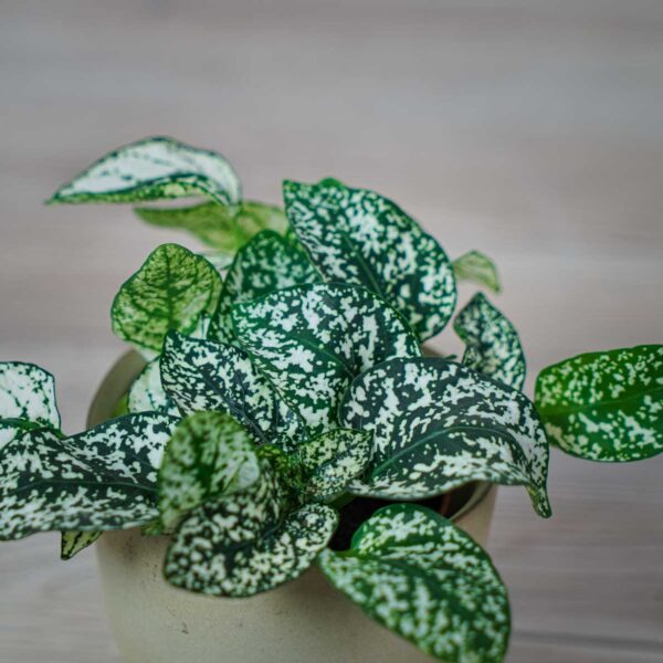 niedospian-baby-hypoestes niedospian-baby-hypoestes