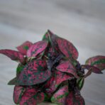 niedospian-baby-hypoestes