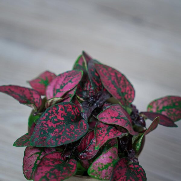 niedospian-baby-hypoestes niedospian-baby-hypoestes