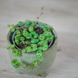 peperomia-prostrata-baby