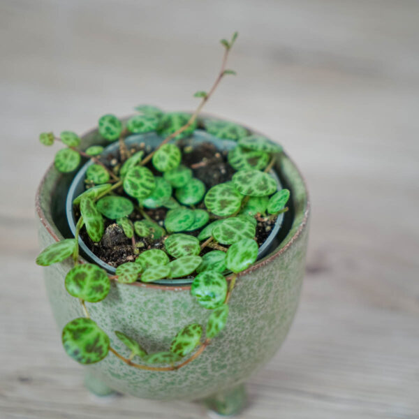 peperomia-prostrata-baby peperomia-prostrata-baby