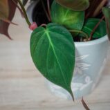 philodendron-micans