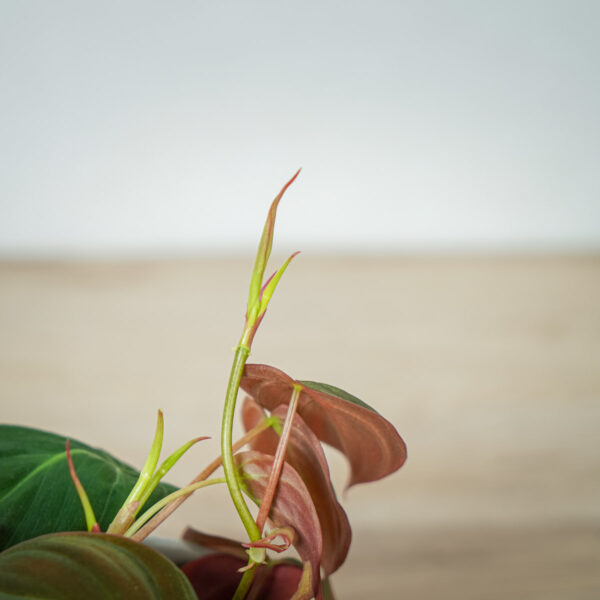 philodendron-micans philodendron-micans