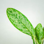 aglaonema-royal-diamond