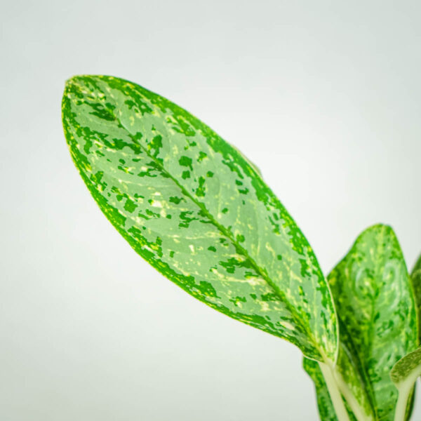 aglaonema-royal-diamond aglaonema-royal-diamond