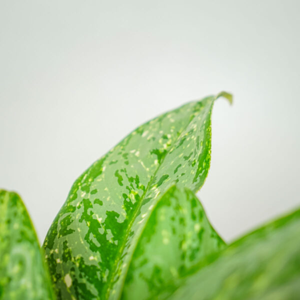 aglaonema-royal-diamond aglaonema-royal-diamond