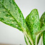 aglaonema-royal-diamond