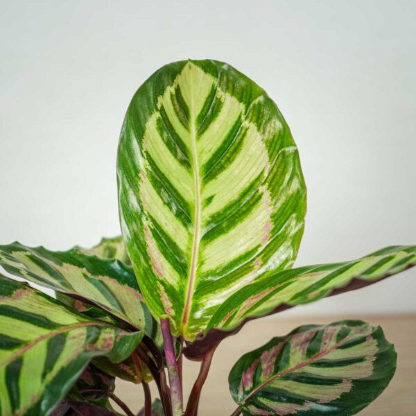 calathea-roseopicta-cora calathea-roseopicta-cora