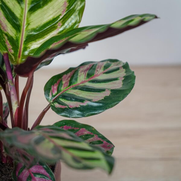 calathea-roseopicta-cora calathea-roseopicta-cora
