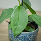 philodendron-hastatum-silver-queen