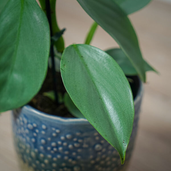 philodendron-hastatum-silver-queen philodendron-hastatum-silver-queen