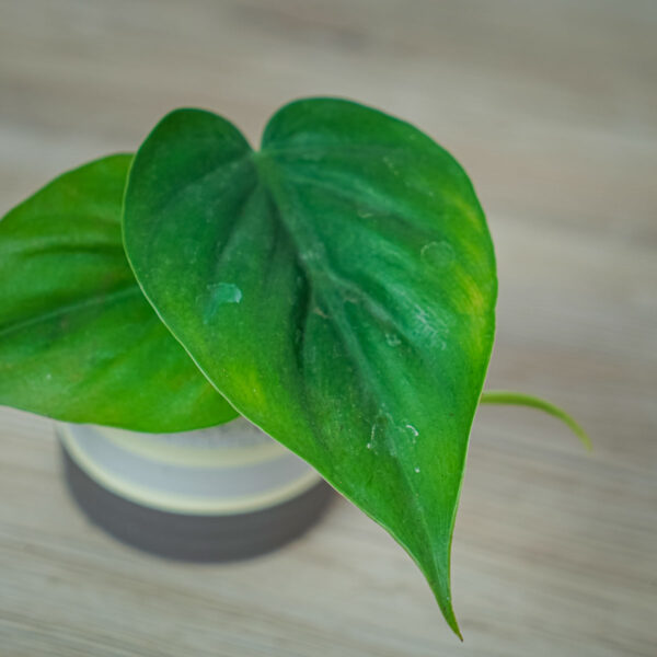 philodendron-scandens-baby philodendron-scandens-baby