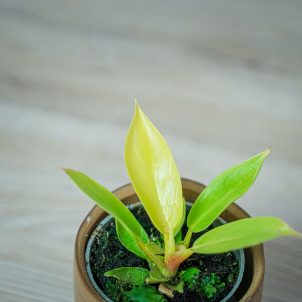 philodendron-moonlight-baby philodendron-moonlight-baby