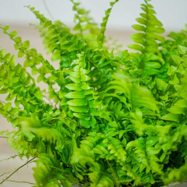 paproc-boston-blue-bell-nephrolepis-exaltata paproc-boston-blue-bell-nephrolepis-exaltata