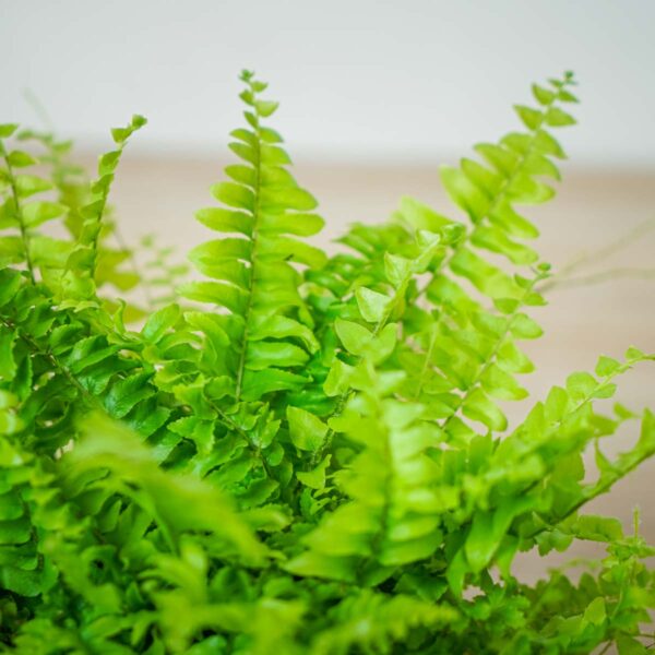 paproc-boston-blue-bell-nephrolepis-exaltata paproc-boston-blue-bell-nephrolepis-exaltata