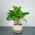 aglaonema-pearl