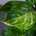 aglaonema-pearl
