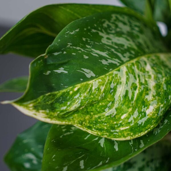 aglaonema-pearl (2) aglaonema-pearl