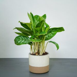 aglaonema-pearl