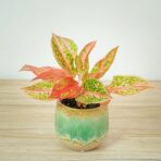 aglaonema-prestige