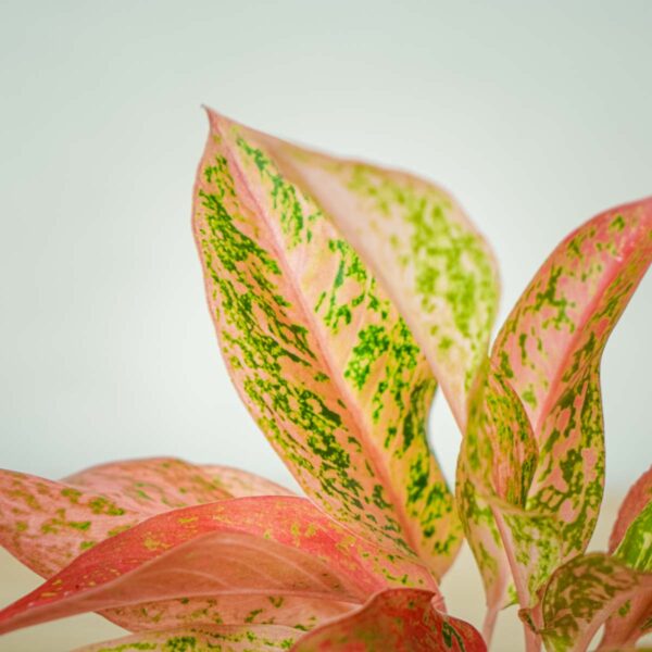 aglaonema-prestige (2) aglaonema-prestige